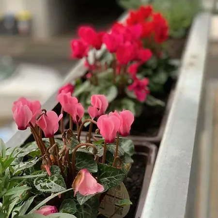 Ensen Apartament
